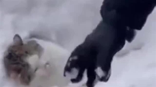 گربه‌برفی تقدیم شوما^^