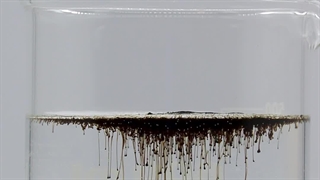 این هیومیک اسید فرق داره!!! #کود_کشاورزی #آموزش_کشاورزی