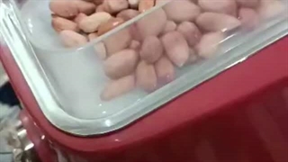 روغن گیری از بادام زمینی با دستگاه روغن گیر کالیبر ۱۸ پرس سرد روغنگیری خانگی روغنگیر ارزان کنجد آفتابگردان سیاهدانه بادام