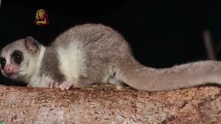 خواب زمستانی یا خواب فصلی