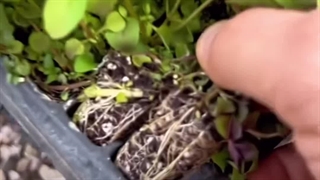 نشا نعنا فلفلی همراه با آموزش کاشت