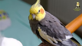 عروس هلندی: سمفونی طبیعت در خانه شما