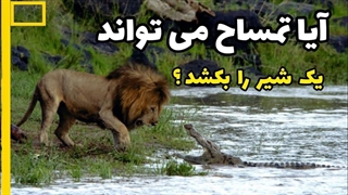 آیا تمساح می تواند شیر را بکشد ؟| نبرد خونین شیر و تمساح| کدام یک قویترند ؟|مستند| حیات وحش| رازبقا
