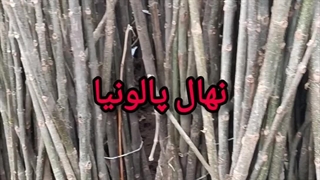 نهال پالونیا