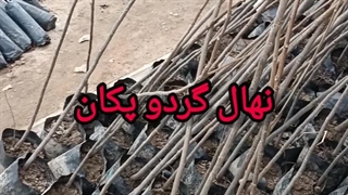 نهال گردو پکان
