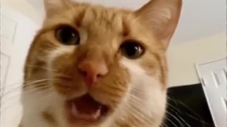 ᴳᵒʳᵇᵃ⁺ᴬᵖᵗ