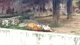 در پنجه های ببر. شکار نفس گیر یک ببر بزرگ!!!