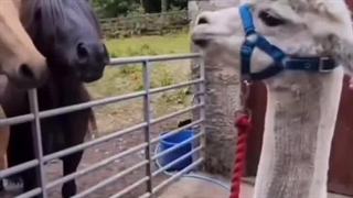 تف تو روتون