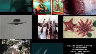 Annoying Goose Nineparison 19