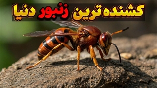 دانستنی خطرناکترین زنبور دنیا:زنبور قاتل حشره ای خارق العاده که میتواند یک انسان را بکشد.
