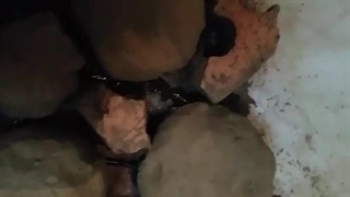 کوکون گذاری در فارم گـِلی|صنعت زالو ایران