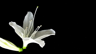 گل آزالیا (azalea) : ویدیو زیبا از آزالیا رنگا رنگ