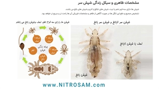 فروشگاه حشره کش شپش در تهران - سم تضمینی شپش