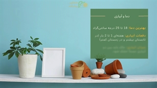 راهنمای سریع نگهداری گیاه شفلرا – هرآنچه باید بدانید!