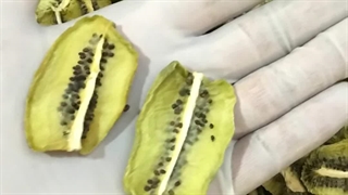 اموزش خشک کردن کیوی با دستگاه خشک کن میوه