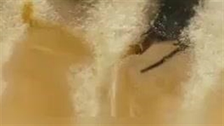 مستند زیبای فراتر از عسل