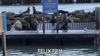 و فلیکسی که به زبان فُکی با فُک ها حرف می زند......:-)