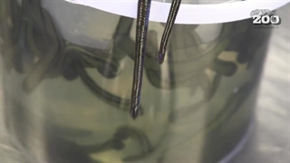 مستند پرورش زالو با زبان اصلی