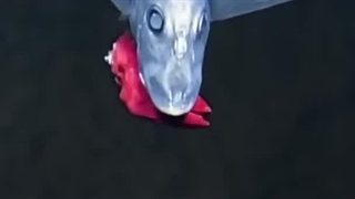 حیوانات ماقبل تاریخ که هنوز روی زمین زندگی می‌کنند! 