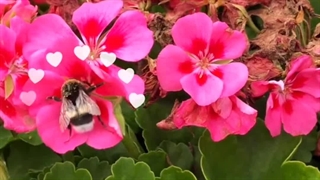 بهترین سم راهکارهای ساده وکم هزینه درمان روش های راههای پیشگیری ازبین بردن رفتن پشه حشرات خاک گلدان خانگی با سرکه دارچین