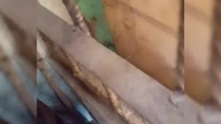 موتور برق گازسوز- نیکاژنراتور