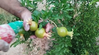 آموزش استفاده از سم کرم انار بادرام تاج ( badramtaj ) توسط مخترع این سم مهندس شروین تقا